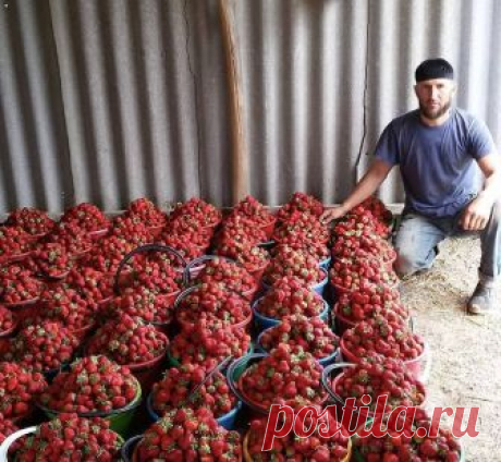 ДВА В ОДНОМ - ПОДКОРМКА КЛУБНИКИ И БОРЬБА С ВРЕДИТЕЛЯМИ
Моя подруга жалуется, что не успевает собирать ягоды - их так много. Утверждает, что секрет в этой подкормке. Может кого то заинтересует, попробуйте.
Состав: 1 стакан золы залить 1-2 литрами кипятка, до остывания, 2гр. марганцовки, 2гр. борной кислоты (порошок), 1 ст. ложка йода. Золу процедить, все это на ведро воды. Сразу намешиваю в бочку и опрыскиваю, до полного смачивания листвы. Это и подкормка микро и макро эле...