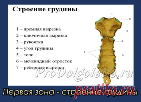 Массаж для иммунитета ( 1 зона) | Восточная медицина, омоложение и долголетие