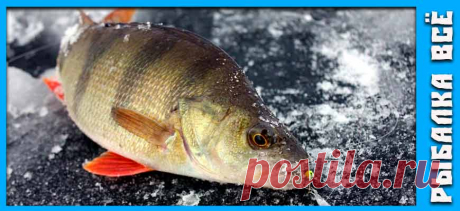 Окунь зимой. Где искать окуня зимой. - fishing-all.ru Ловля окуня зимой не всегда является простой задачей. Расскажем как и на что ловить окуня зимой и главное где и в каком месте его ловить.