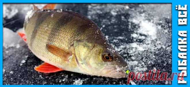 Окунь зимой. Где искать окуня зимой. - fishing-all.ru Ловля окуня зимой не всегда является простой задачей. Расскажем как и на что ловить окуня зимой и главное где и в каком месте его ловить.