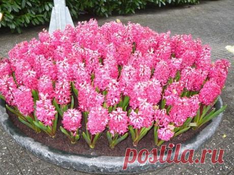 Как сделать клумбу на даче? | Твой Ремонт и Твоя дача!