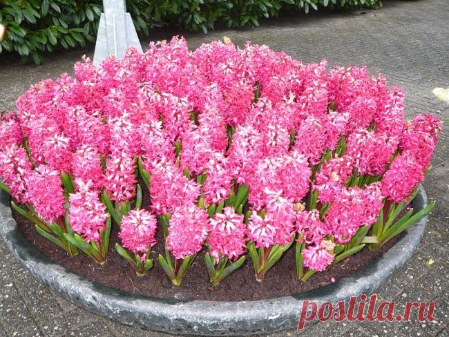 Как сделать клумбу на даче? | Твой Ремонт и Твоя дача!