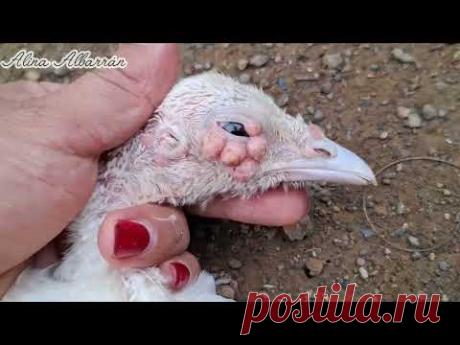 👉Así de FACIL se cura la VIRUELA AVIAR✅️ EFECTIVO 🔴