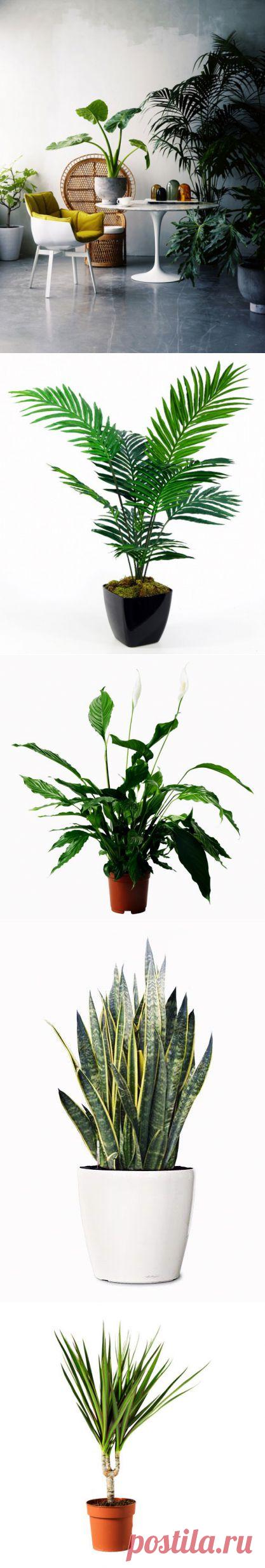 (+1) тема - Полезнейшие домашние растения | УЮТНЫЙ ДОМ | советы