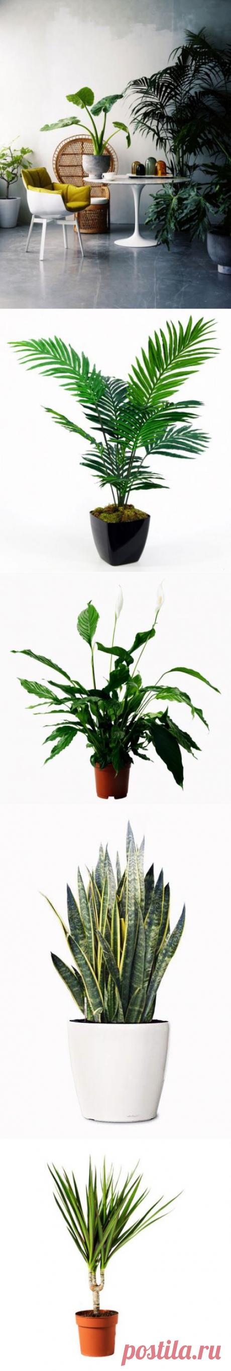 (+1) тема - Полезнейшие домашние растения | УЮТНЫЙ ДОМ | советы