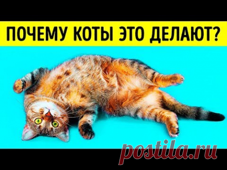 Почему кошки ложатся на спину при виде вас