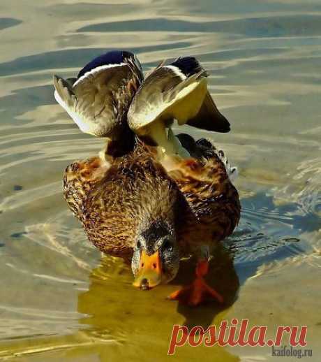 Одноклассники