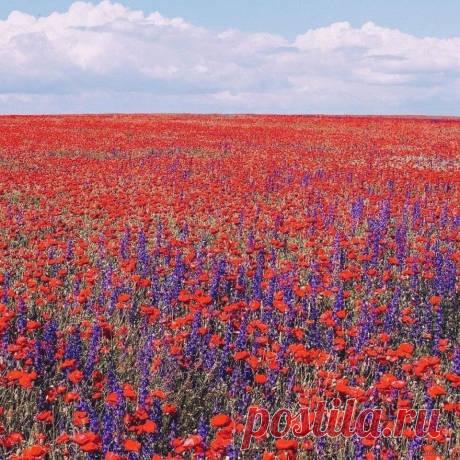 Маковое поле в Крыму