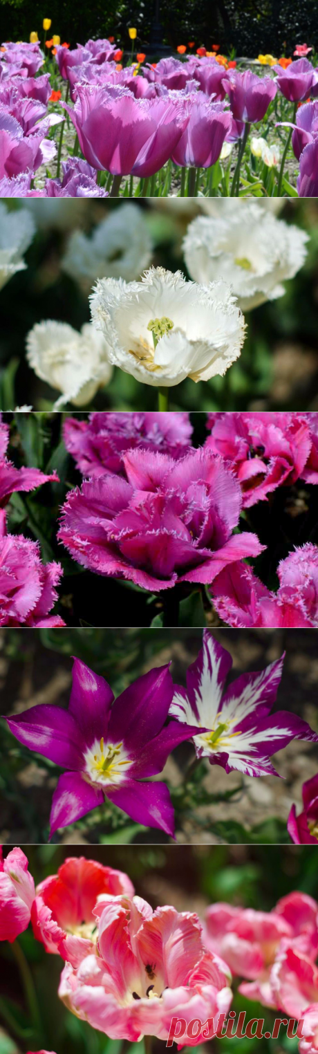 Тюльпановый бал в Никитском ботаническом саду