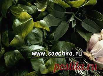 Душица обыкновенная (орегано) | Saechka.Ru - рецепты с фото