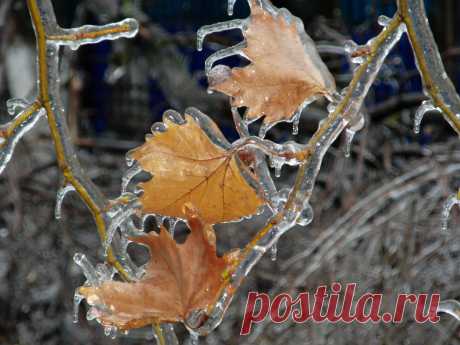 Из альбома &quot;Хрустальный лес&quot;