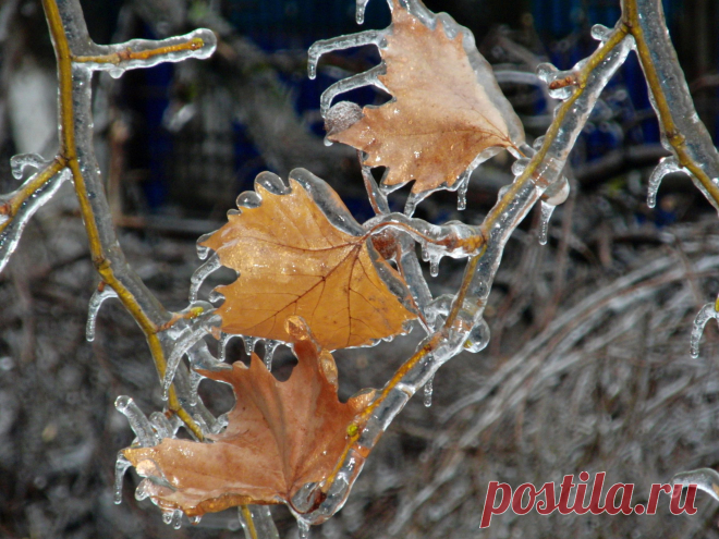 Из альбома "Хрустальный лес"