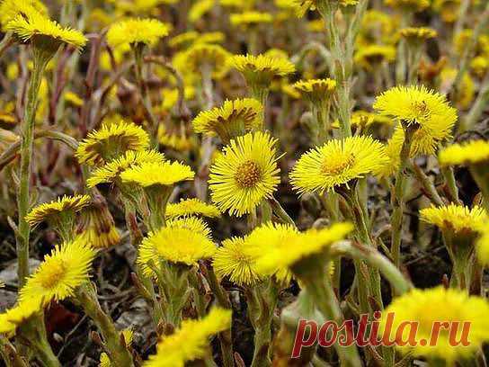 Лекарственная мать-и-мачеха