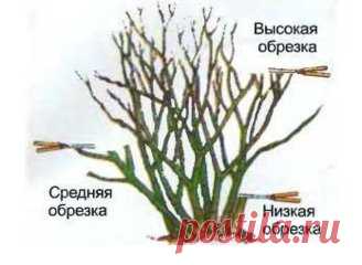 КАК ПРОИЗВОДИТСЯ ОБРЕЗКА РОЗ НА ЗИМУ БЕЗ УЩЕРБА ДЛЯ РАСТЕНИЯ
Сохрани те, чтобы не потерять!
Дикорастущие розы и без всякого вмешательства выглядят прекрасно, они не нуждаются ни в весенней обрезке, ни в осенней. А вот от садовых роз вы вряд ли дождетесь обильного цветения и быстрого роста без проведения обрезки. Обрезая старые ветви, вы стимулируете появление новых сильных побегов, дополнительной листвы и крупных цветов.
И если с помощью весенней обрезки формируется красив...