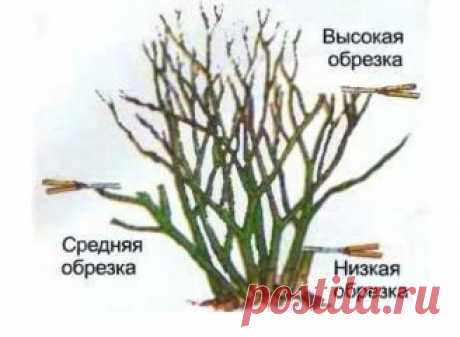 КАК ПРОИЗВОДИТСЯ ОБРЕЗКА РОЗ НА ЗИМУ БЕЗ УЩЕРБА ДЛЯ РАСТЕНИЯ
Сохрани те, чтобы не потерять!
Дикорастущие розы и без всякого вмешательства выглядят прекрасно, они не нуждаются ни в весенней обрезке, ни в осенней. А вот от садовых роз вы вряд ли дождетесь обильного цветения и быстрого роста без проведения обрезки. Обрезая старые ветви, вы стимулируете появление новых сильных побегов, дополнительной листвы и крупных цветов.
И если с помощью весенней обрезки формируется красив...