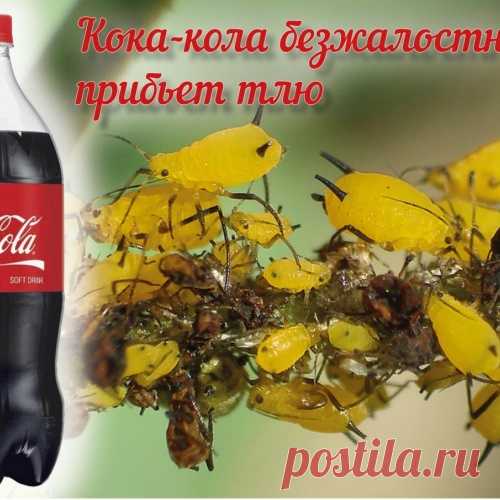Напоите тлю кока-колой до смерти!