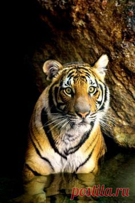 -•०✦❤✦०•-An animal's eyes have the power to speak a great language.❤ 

 Martin Buber