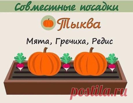 Моя дача