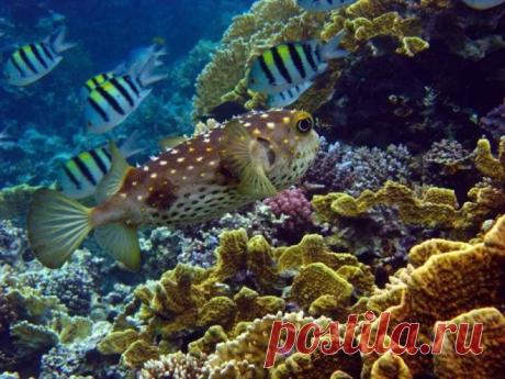 Интересные факты о ядовитой рыбе фугу