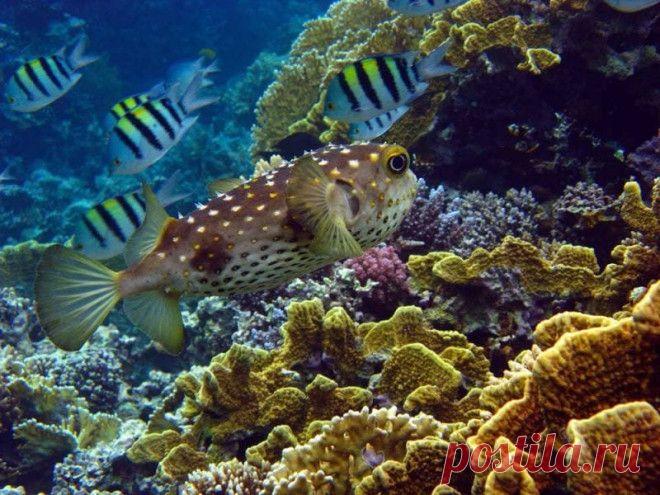 Интересные факты о ядовитой рыбе фугу