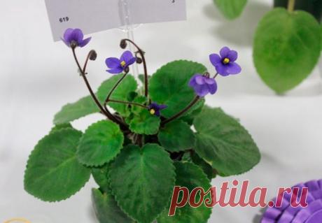 Сенполия (Узамбарская фиалка)