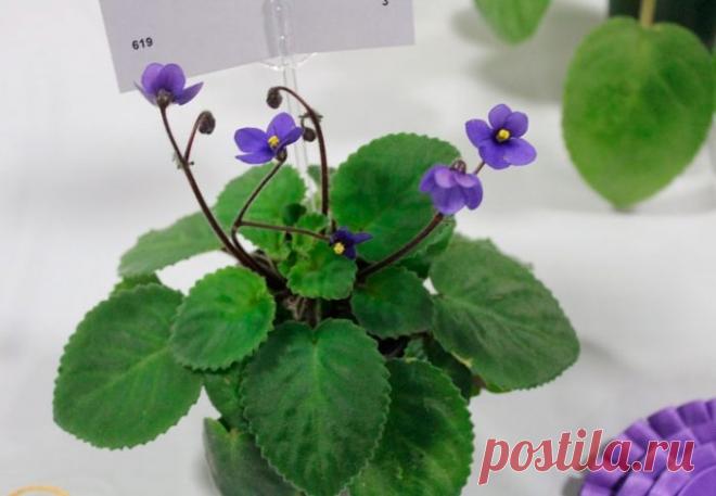 Сенполия (Узамбарская фиалка)