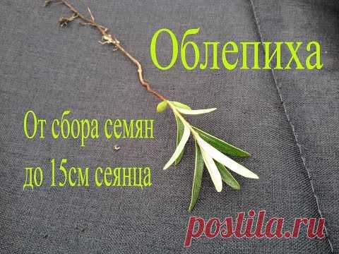 Облепиха из семян.От сбора ягод в 2018 до всходов сеянцев в 2019 году