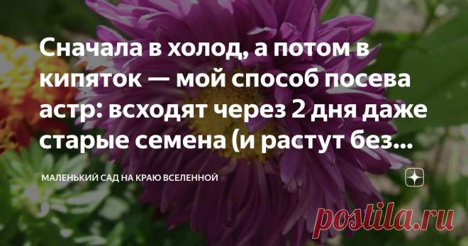Сначала в холод, а потом в кипяток — мой способ посева астр: всходят через 2 дня даже старые семена (и растут без черной ножки При посеве астр может возникнуть две проблемы — плохая всхожесть и черная ножка. Поговорим, как устранить эти проблемы.   Семена астр не хранятся долго, потому как они быстро стареют и теряют всхожесть. Поэтому стоит покупать только свежие семена или заготавливать свои.  Что вообще не любит рассада астр и взрослые цветы? Как посеять астры беспробле...