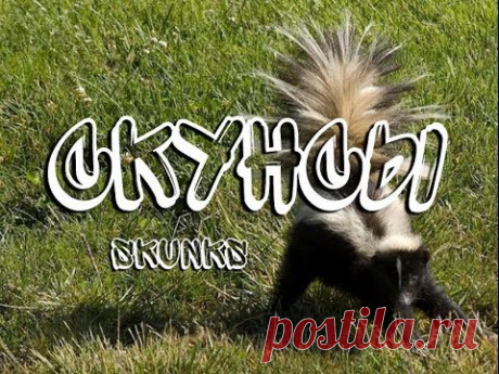 Скунсы — Skunks - YouTube