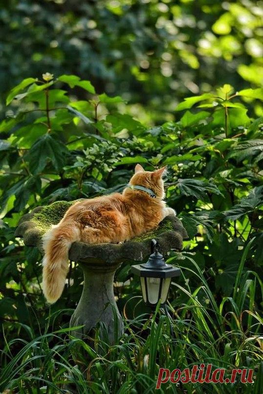 Живая природа