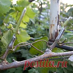 Прививка винограда осенью. Несомненно, одним из самых эффективных способов улучшения свойств растения и его плодов, является проведение процедуры прививания. На сегодняшний день существует множество способов прививок винограда, которые отличаются как методами, так и временными периодами. Осенние прививки имеют наибольшее распространение. Почему важно прививать виноград именно осенью, какие результаты это даст и как выполнять данную процедуру стоит рассмотреть подробнее.