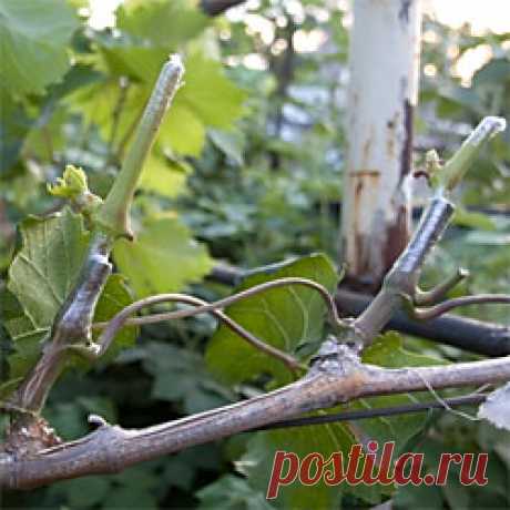 Прививка винограда осенью. Несомненно, одним из самых эффективных способов улучшения свойств растения и его плодов, является проведение процедуры прививания. На сегодняшний день существует множество способов прививок винограда, которые отличаются как методами, так и временными периодами. Осенние прививки имеют наибольшее распространение. Почему важно прививать виноград именно осенью, какие результаты это даст и как выполнять данную процедуру стоит рассмотреть подробнее.