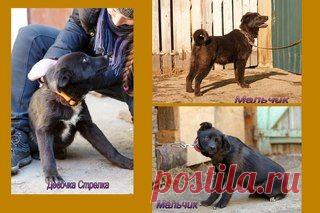 "Помощь Братьям Нашим Меньшим" (Екатеринбург)