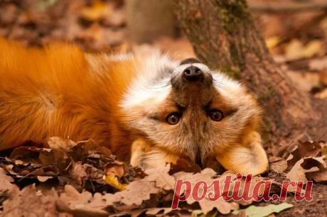 Осень как рыжая лиса:рыжая, игривая, мягкая и теплая!!!