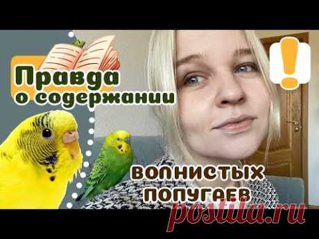 20 вещей которые надо знать о волнистом попугае, прежде чем его завести.