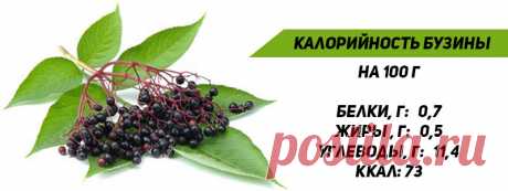 Бузина Черная - Лечебные Свойства, Польза и Противопоказания
