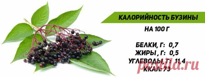 Бузина Черная - Лечебные Свойства, Польза и Противопоказания