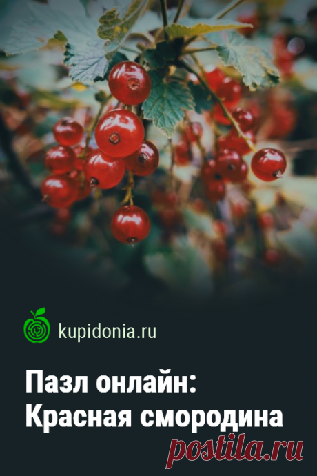 Пазл: Красная смородина. Красивый пазл онлайн с красной смородиной из серии «Садовые растения». Собирайте пазлы на сайте! Это отличная тренировка для мозга.