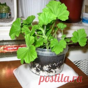 КОРОЛЕВСКАЯ ПЕЛАРГОНИЯ