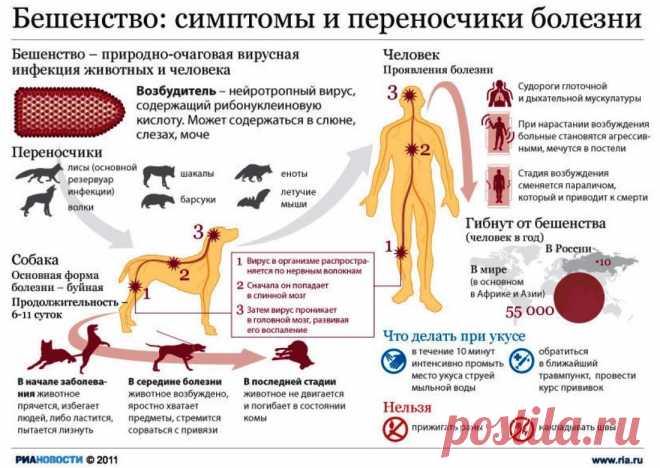 Бешенство симптомы и переносчики болезни
