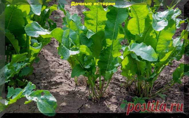 Хрен: помощник дачника и борец с фитофторой и другими хворями растений | Дачные истории | Яндекс Дзен