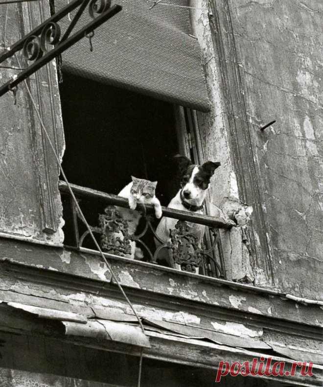 Коты и собаки в работах фотомастеров от классиков до современников | Cameralabs | Яндекс Дзен