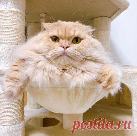 Кототерапия. Подборка забавных фото котов для хорошего настроения. Улыбнитесь! )) | Мечтательная кошка | Яндекс Дзен