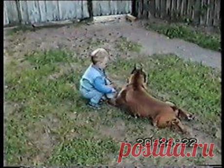 Видео в рубрике: &quot;Наши домашние животные&quot;