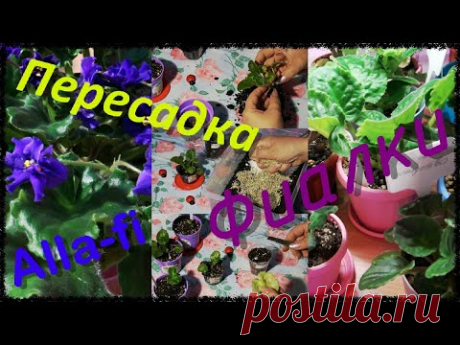 Пересадка фиалок, обзор, маленькие &quot;Викинги&quot; и &quot;Фаинки&quot;.Комнатные растения. - YouTube
В этом видео я подробно показываю, как я пересаживаю свои фиалочки. С радостью делюсь своим скромным опытом по разведению и ухаживанию за комнатными растениями.  Alla - Fi и мои Fiалочки.