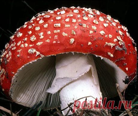 Воздействие гриба мухомора на человека.