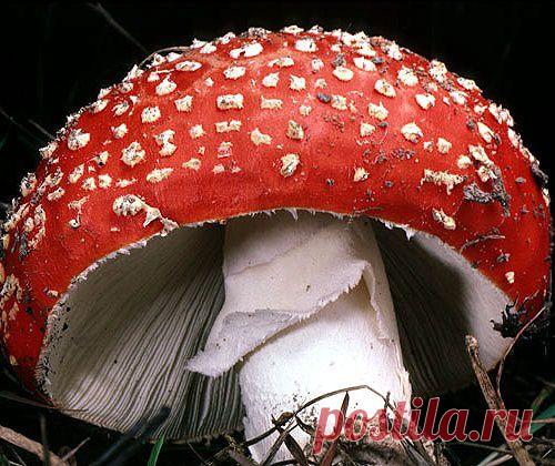 Воздействие гриба мухомора на человека.