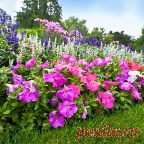 10 популярных цветов для солнечной клумбы - МирТесен