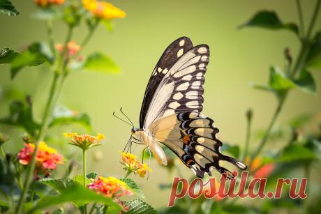 Интересные факты о бабочках Для тех из вас, кому интересно узнать о бабочках немного больше, вот несколько интересных фактов о бабочках, которые вы, возможно, не знали ранее.