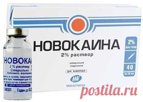 Волшебные свойства новокаина Когда-то в 80-х годах прогремела новость – новокаин продлевает жизнь на 20% и советский народ принялся скупать его в аптеках, вытряхивать ампулы в столовую ложку и слизывать, запивая чистой водичкой…
…